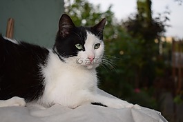 貓,動物,寵物