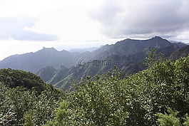 景觀,特內(nèi)里費,植物