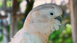 鳥,羽毛,鸚鵡