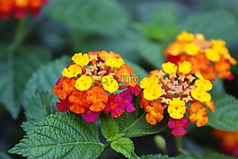 鮮花,自然,黃色