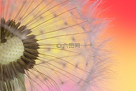 蒲公英,宏,種子