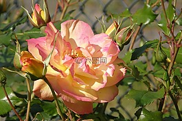 玫瑰花,玫瑰花蕾,薔薇