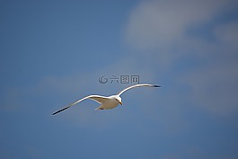 鳥(niǎo),海鷗,天空