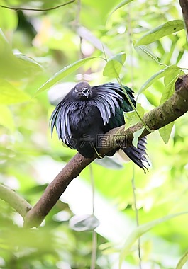 鳥,動物,性質