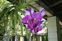 蘭花,花,植物