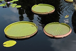 禮來(lái)公司,百合,植物園