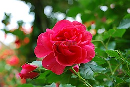 玫瑰,紅色,浪漫