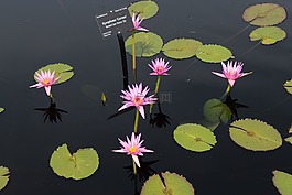 礼来公司,百合,莲花