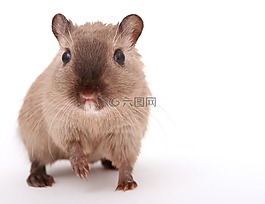 動物,有吸引力,美麗