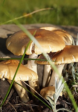 蘑菇,性質(zhì),春天