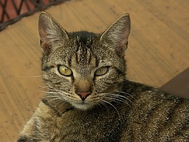 貓,宿醉,動物