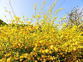 开花,黄色,布什