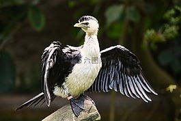 水禽,鳥,動物