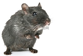 動物,有吸引力,美麗