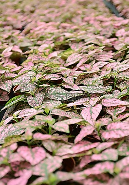 粉紅色,葉子,苗圃