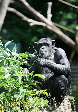 猿,猴子,動物園