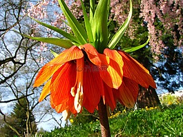 帝冠,花,開花