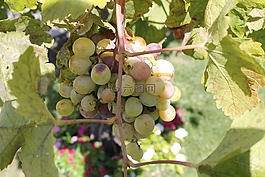 葡萄,葡萄酒,西西里