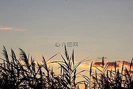 甘蔗,晚上,日落