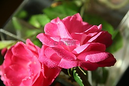 紅花,插花,花朵