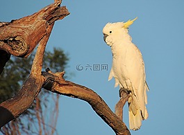 鸚鵡,鳥,澳大利亞原產(chǎn)