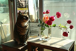 插花,貓,家貓