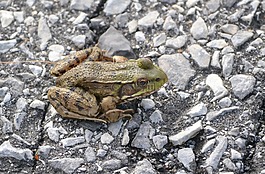 動(dòng)物,兩棲類,青蛙