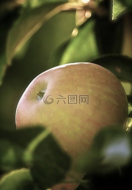 蘋(píng)果,關(guān)閉,宏