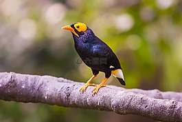 動物,動物攝影,鳥