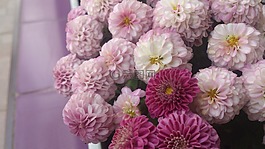 花,粉紅色,紫色