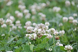 鮮花,地面覆蓋,白