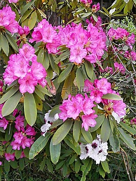 杜鹃,石南科,春天的花朵