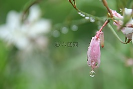 植物园,雨滴,花朵