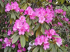 杜鹃,石南科,春天的花朵
