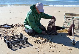 勞動,漁業,貝殼