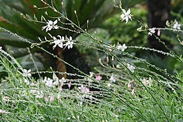 植物园,雨滴,花朵
