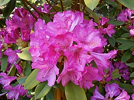 杜鹃,石南科,春天的花朵