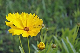 花,黃色,黃色花