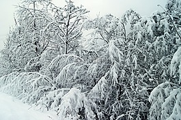 冬天,雪,寒冬