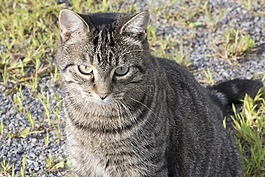 動物,貓,虎斑貓