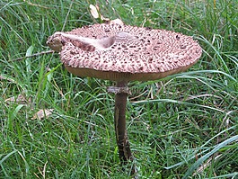 蘑菇,秋季,林