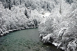 冬天,雪,布什