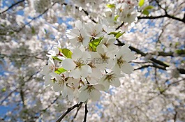 開花,白,櫻桃