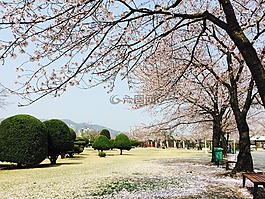 漢城,果川,馬
