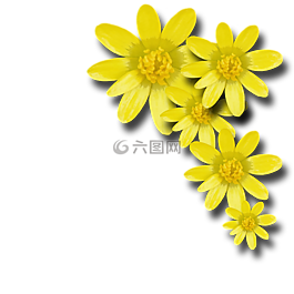 鮮花,春天,黃色