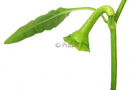 食欲,卡路里,特寫
