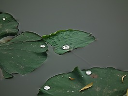 荷花,露珠,湖面