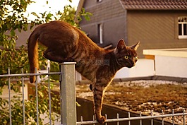 貓,平衡,寵物
