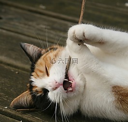 貓咪,貓,甜甜