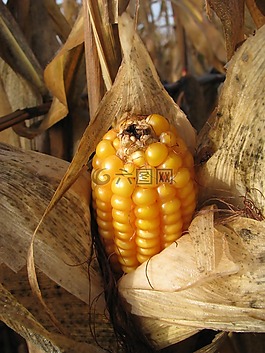 玉米棒,玉米,廠